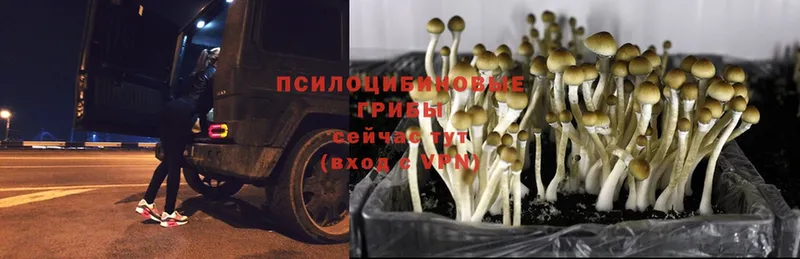 Галлюциногенные грибы Psilocybe  Богородск 